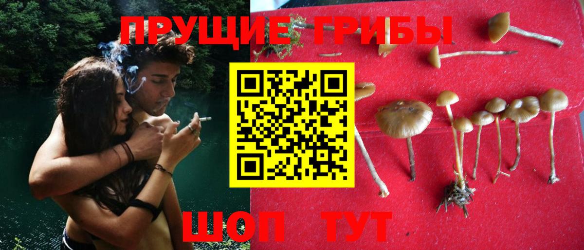 Псилоцибиновые грибы Psilocybe  Вход с VPN  Псилоцибиновые грибы ЛСД  Кумертау 